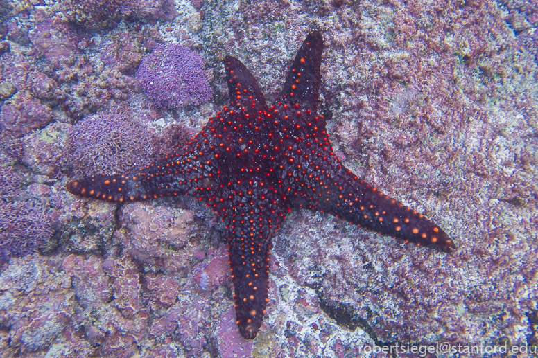 galapagos